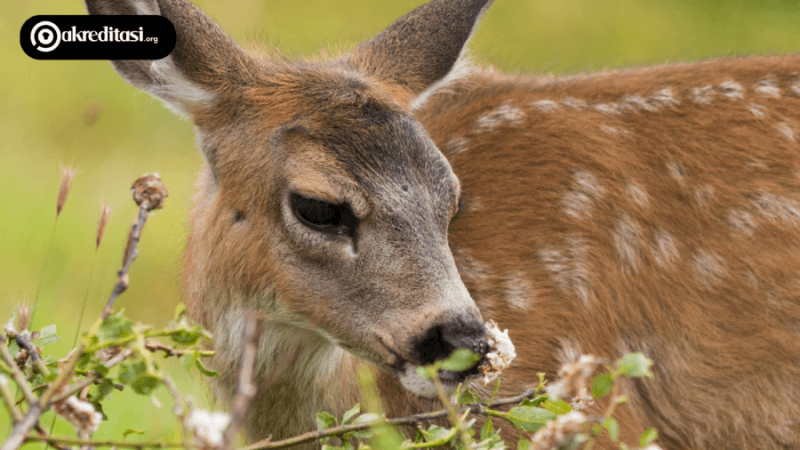 Flora Fauna